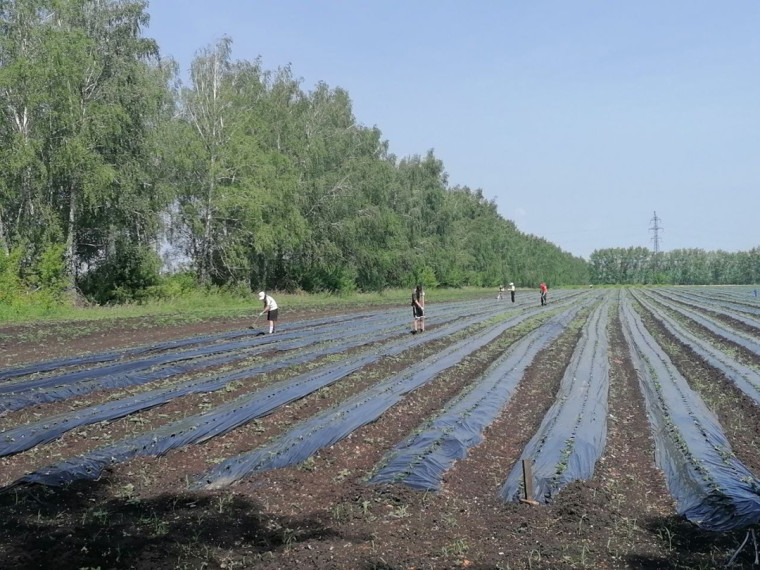 Сегодня ребята из трудового лагеря &amp;quot;Юность&amp;quot; поработали на славу!.